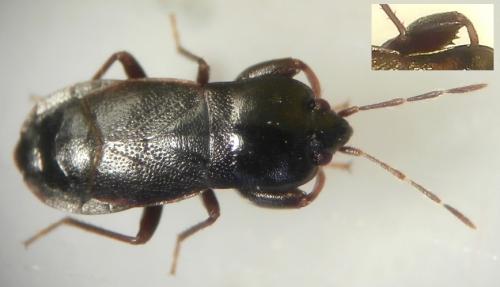 Plinthisus longicollis